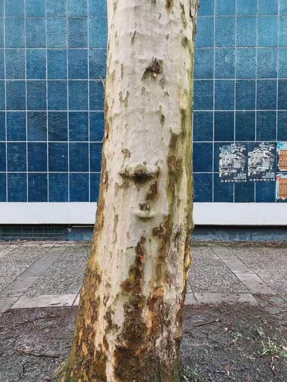 Beautiful bark tree against the blue tiled wall