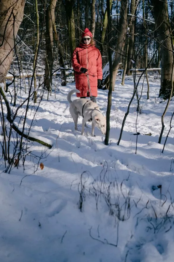 Dog walking in forest in winter