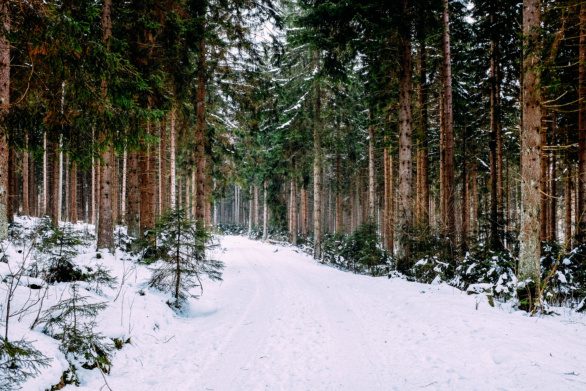 A road in a snow-covered forest