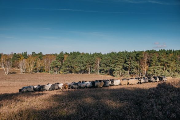 A flock of sheep on a heath field