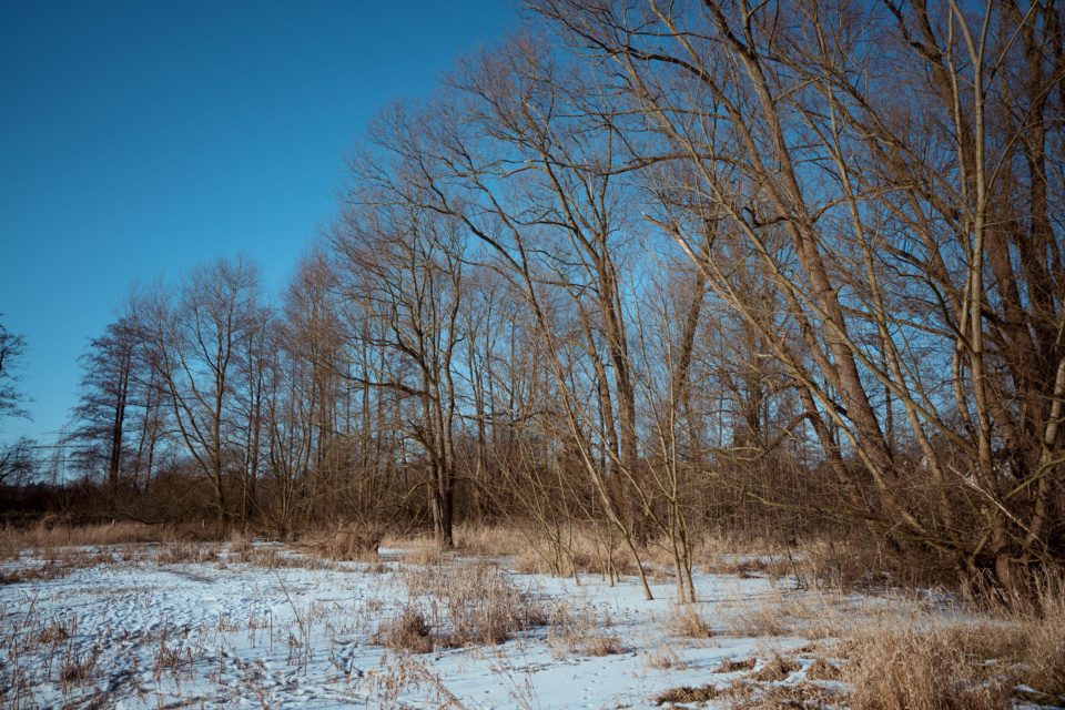 Forest and field in winter