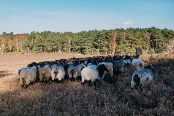 A flock of sheep with a shepherd on a heath field