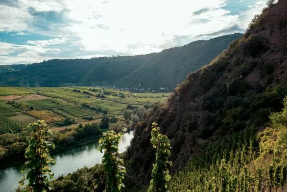 Vineyards along Moselle river