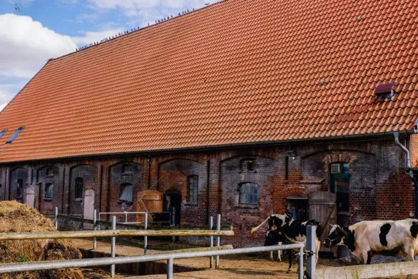 Cowshed with pigeons on the roof