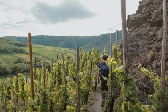 Hiking along Moselle and through the vineyards