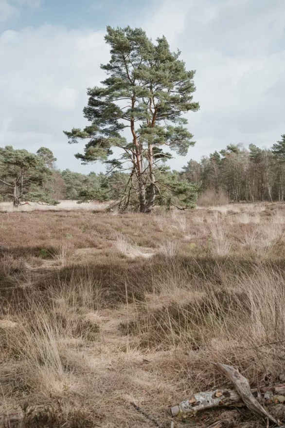 Pine tree in heathland