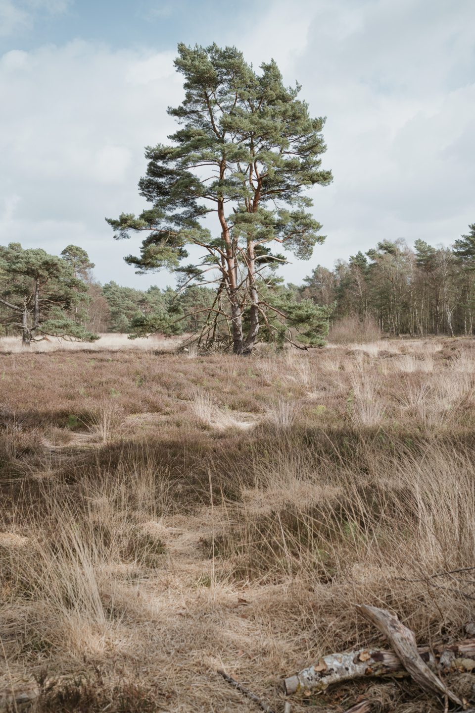 Pine tree in heathland