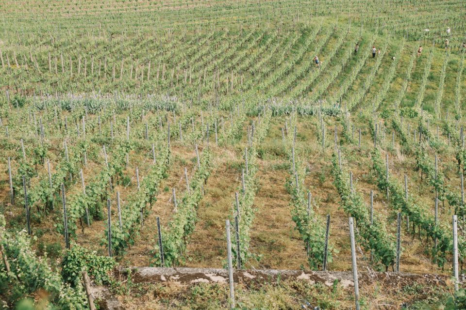 Vineyards in Baden-Württemberg, Germany