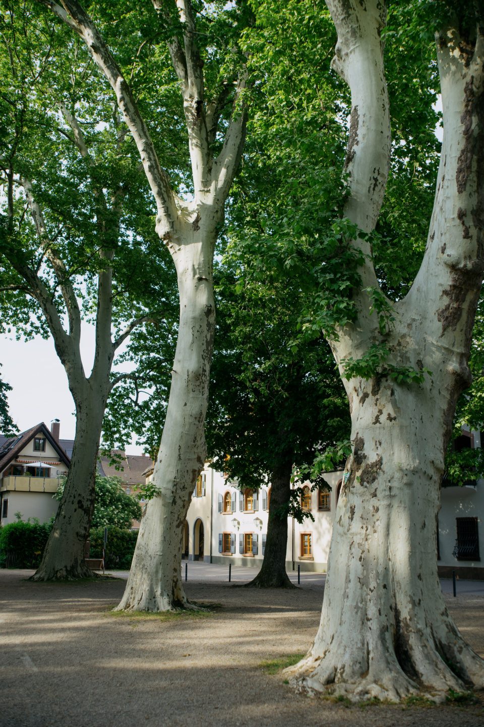 Platanus trees