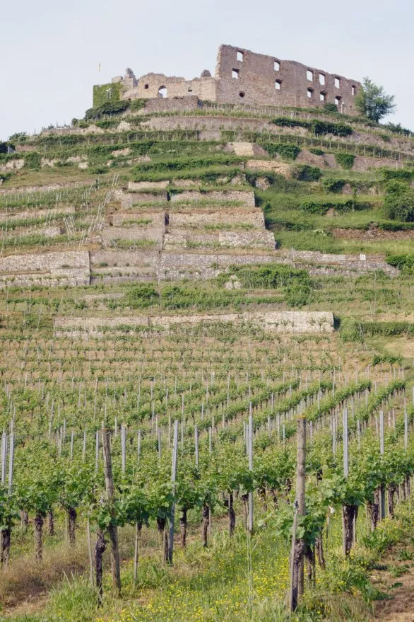 Vineyards and castle in Staufen, Germany