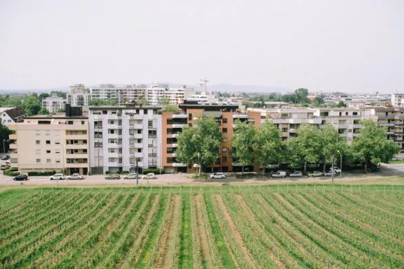 Vineyard in Freiburg, Germany