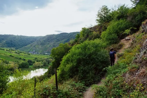 Hiking along the Mosel and through the vineyards