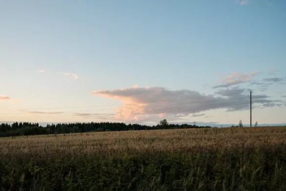 Evening in fields