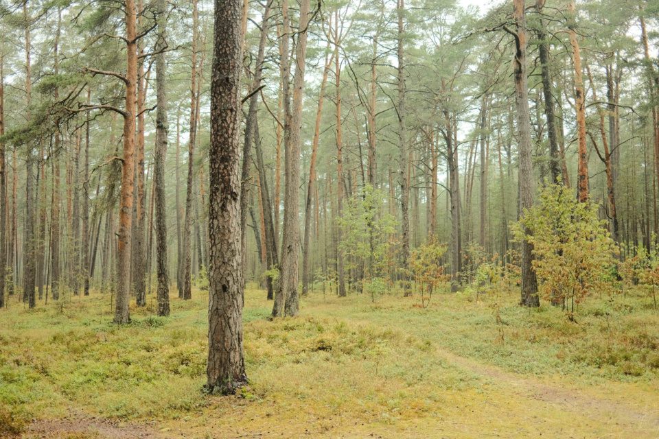 Pine forest in Latvia