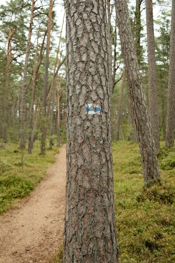 Footpath in forest, Latvia
