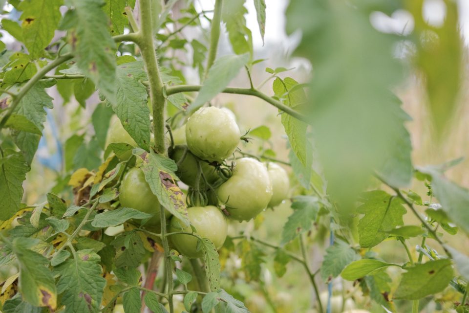 Green tomatoes on branch