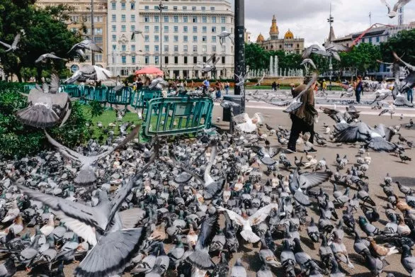 Pigeons in Barcelona
