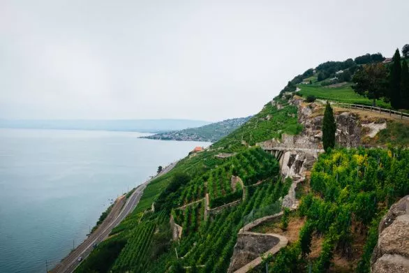 View of Lavaux vineyards and Lake Geneva