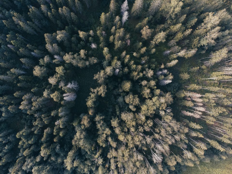 Drone photo of forest