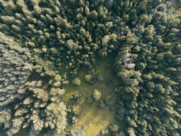 Drone photo of forest