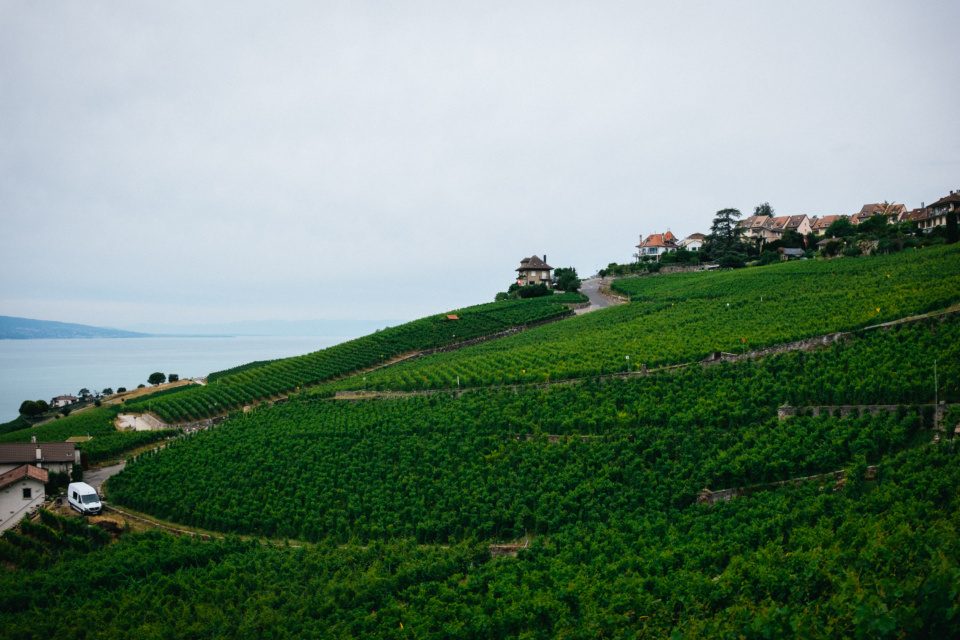 Lavaux vineyards in Switzerland