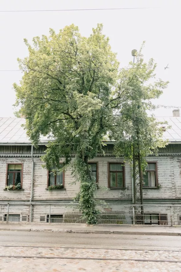 Tree and old house in Riga, Latvia