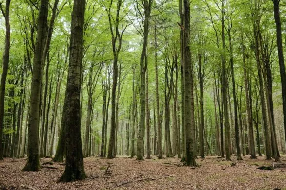 Beech forest in Germany