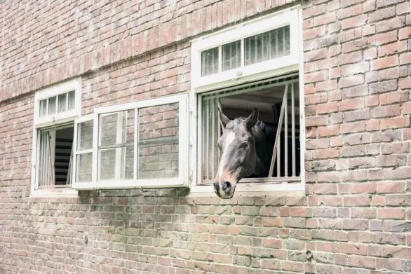 Horse in window