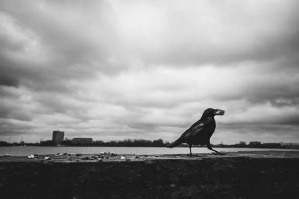 Crow with bread in black and white