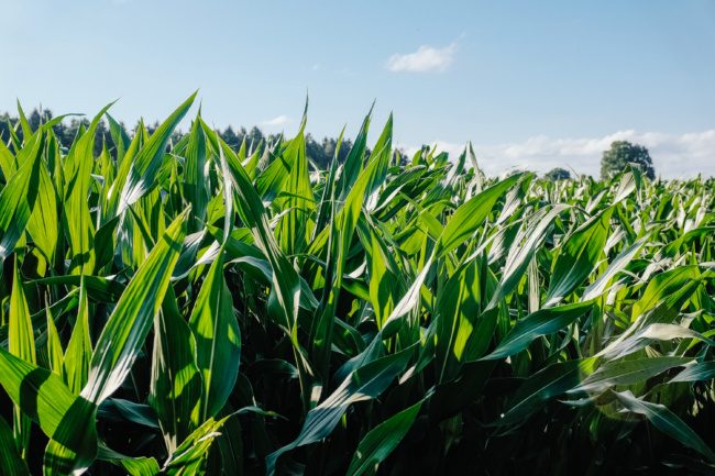 Leaves of corn in the field