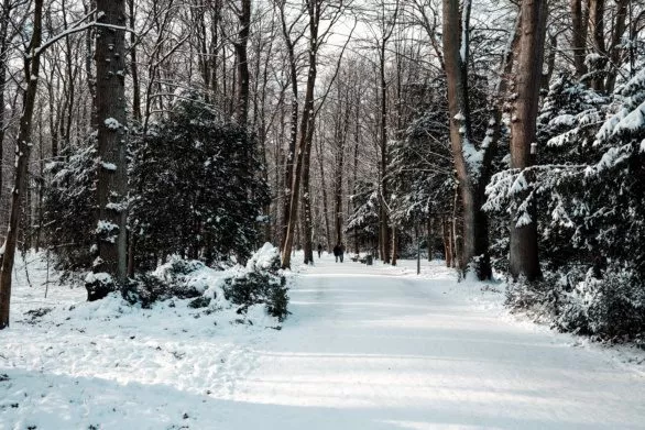 Winter forest walk