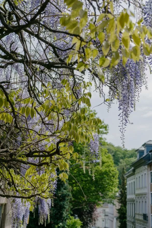Wisteria on the streets Wuppertal
