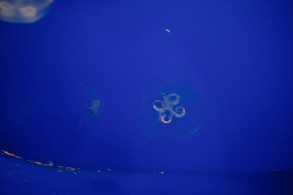 Abstract Jellyfish in blue water