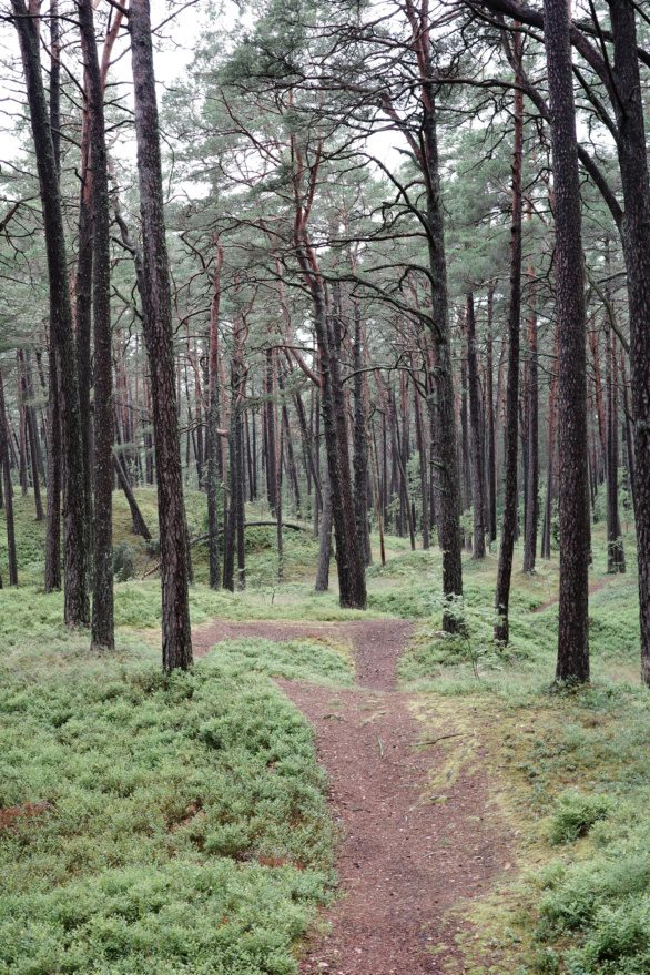 Path in Latvian Forest
