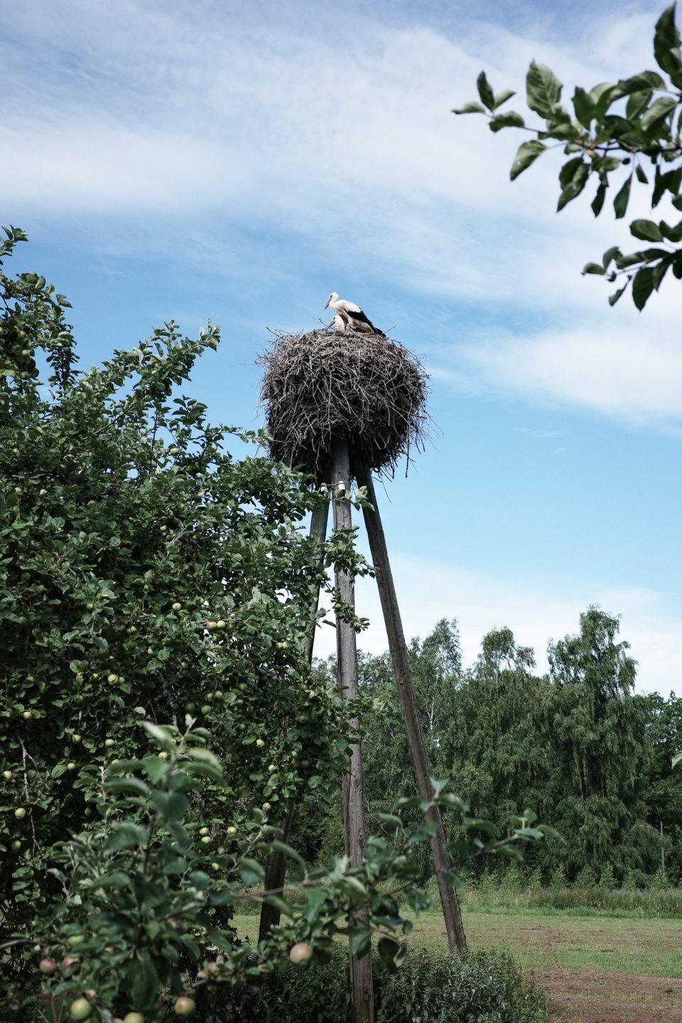 Stork's nest on a post