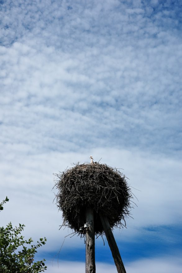 Stork nesting on a post