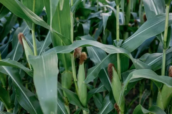 Corn cobs in the field