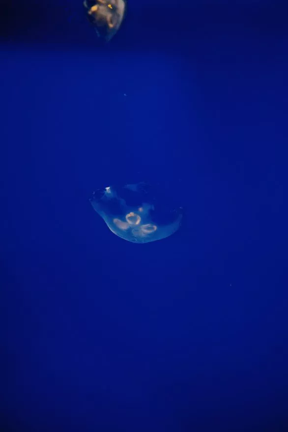 Jellyfish in blue water