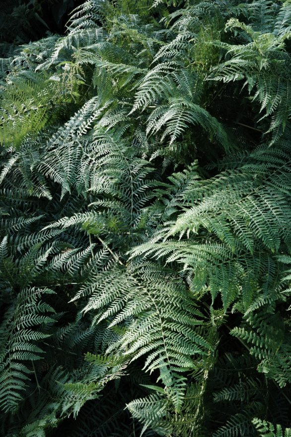 Close up photo of a fern