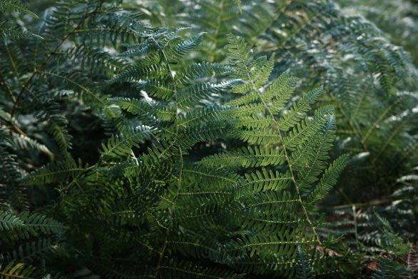 Close up photo of a fern