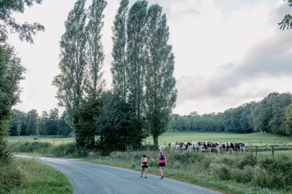 Athletes on a rural road in France among cows