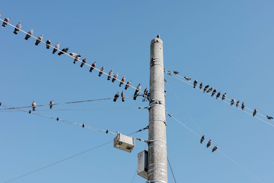 Pigeons on wires
