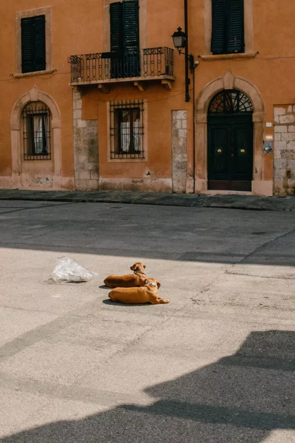 Two dogs resting in a plaza in Pisa, Italy