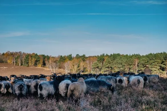 A flock of sheep with a shepherd on a heath field