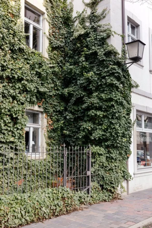 Ivy-covered house in Bamberg, Germany