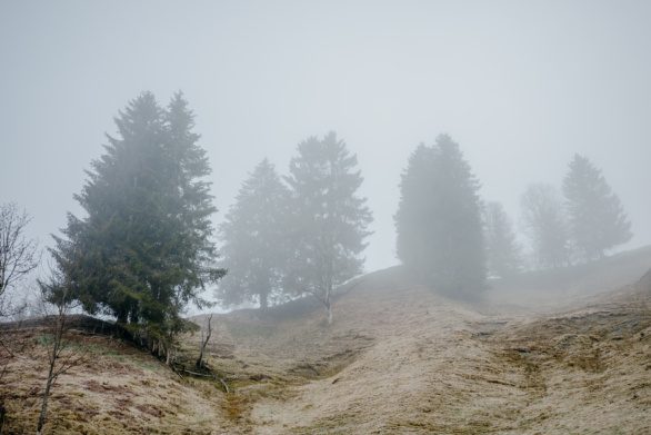 Foggy landscape with trees on hill