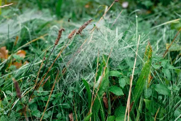 Dew-Kissed Grass and Delicate Cobwebs in Morning Light