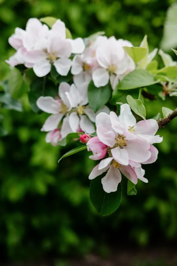 An apple tree in bloom up close