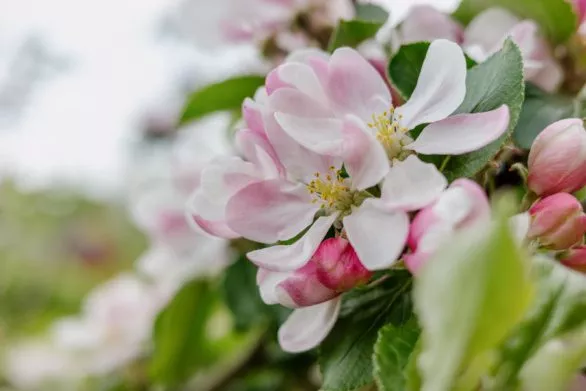 An apple tree in bloom up close