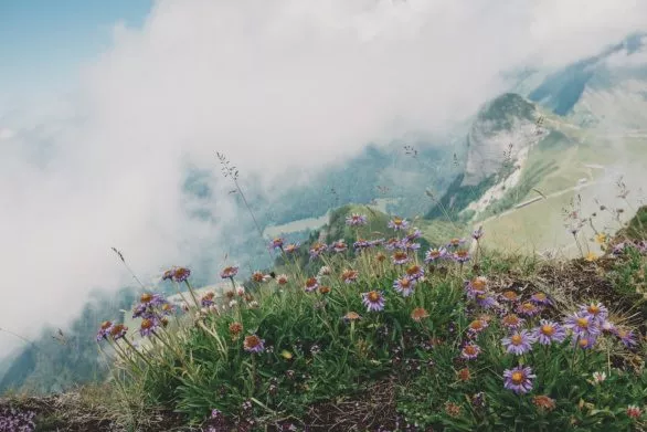 Mountain flowers and plants in the clouds